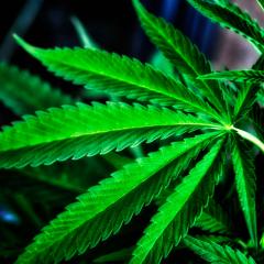 Is it too soon to assess public health effects of legalisation of recreational cannabis use in the USA?
